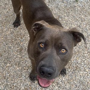 CJ (Jasper), Adult Male Pit Bull Terrier