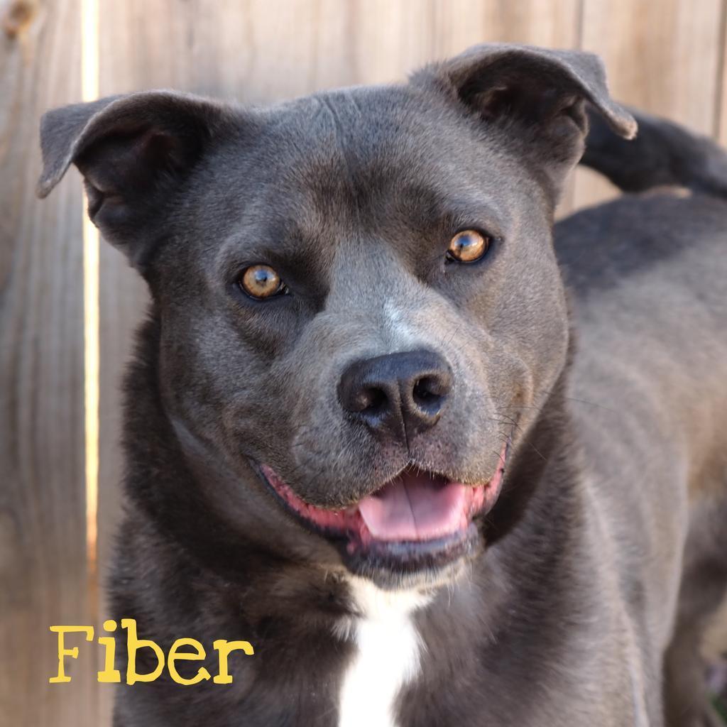 Fiber