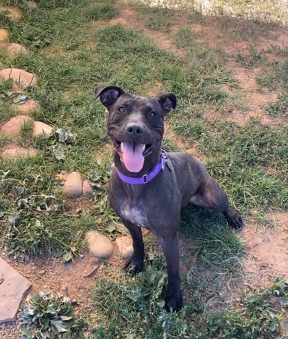 Potato, an adoptable Pit Bull Terrier, Mixed Breed in Durango, CO, 81301 | Photo Image 1