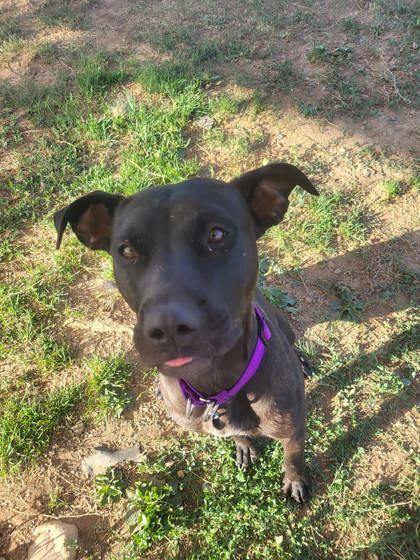 Potato, an adoptable Pit Bull Terrier, Mixed Breed in Durango, CO, 81301 | Photo Image 2