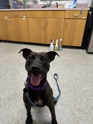 Potato, an adoptable Pit Bull Terrier, Mixed Breed in Durango, CO, 81301 | Photo Image 3