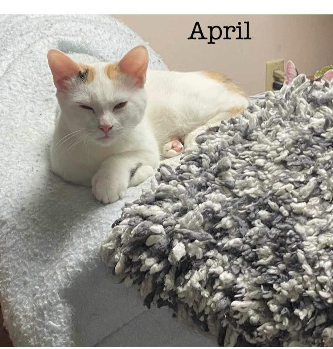 April (24-264)