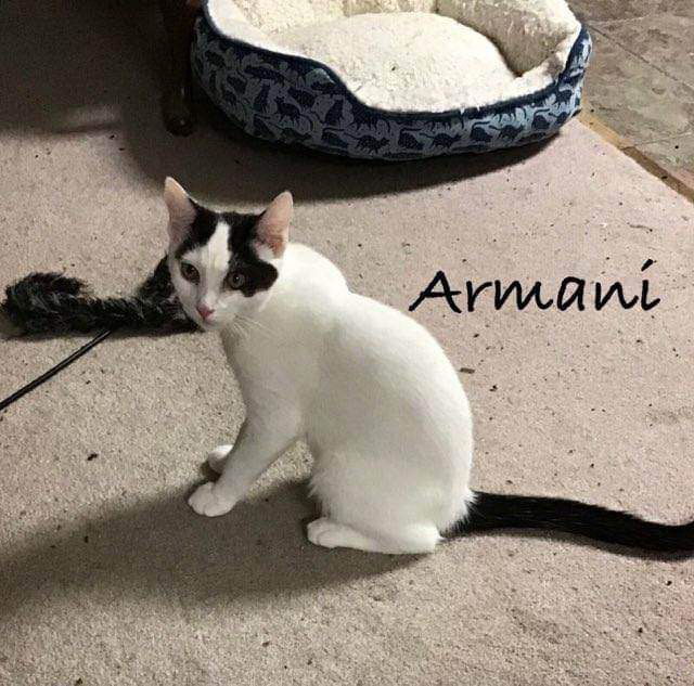 Armani (24-265)