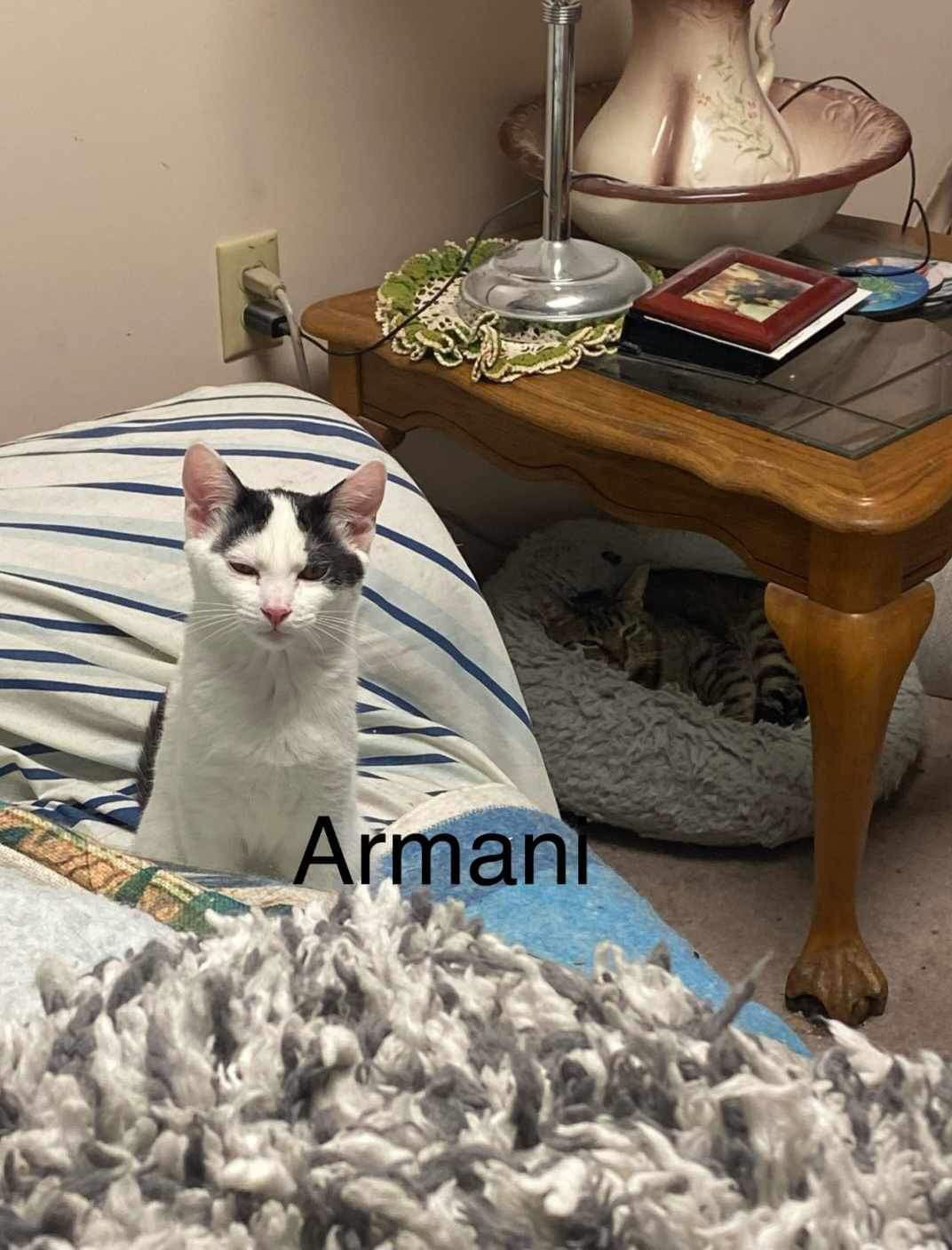 Armani (24-265)