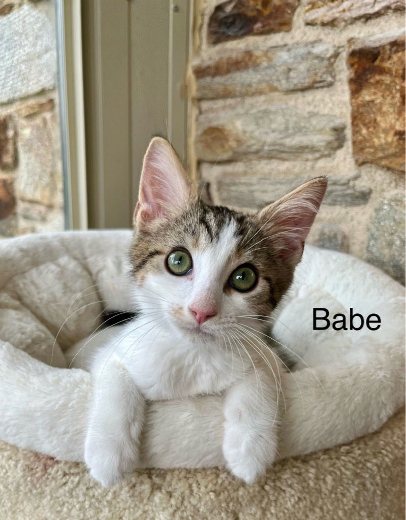 Babe (24-515)