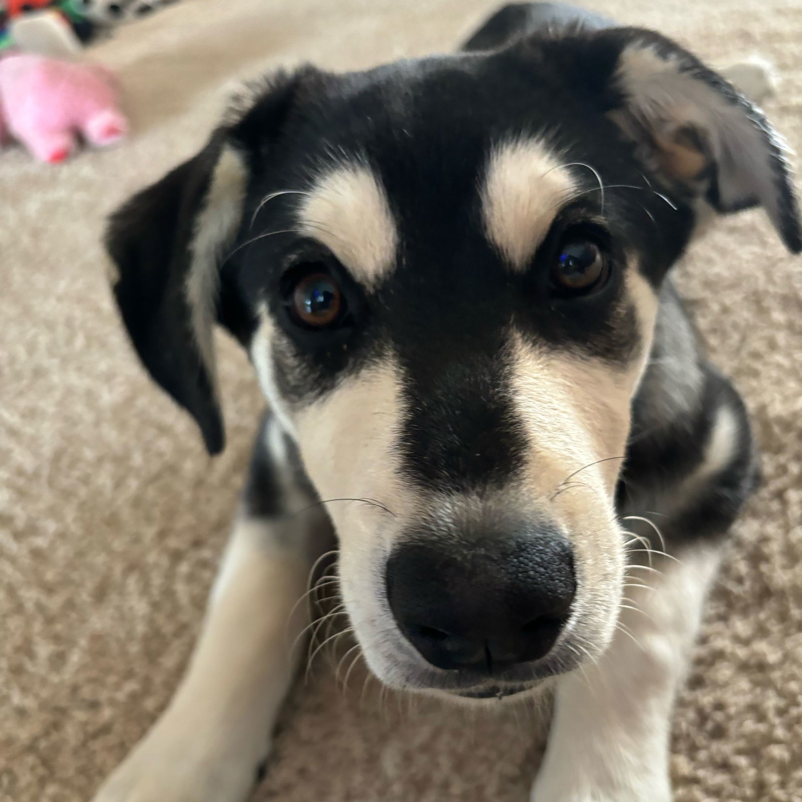 Monchhichi, an adoptable Husky in Fargo, ND, 58103 | Photo Image 1