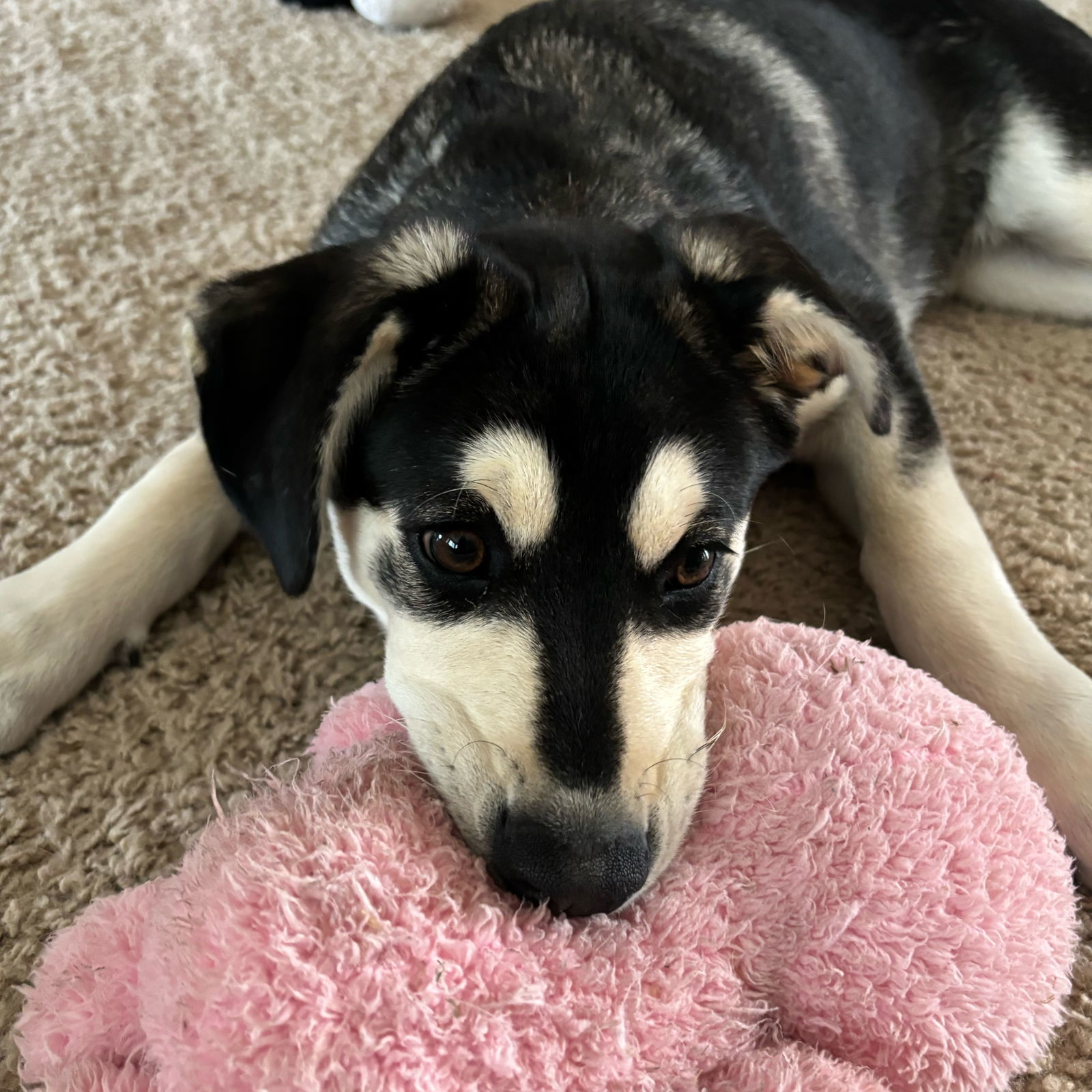 Monchhichi, an adoptable Husky in Fargo, ND, 58103 | Photo Image 2