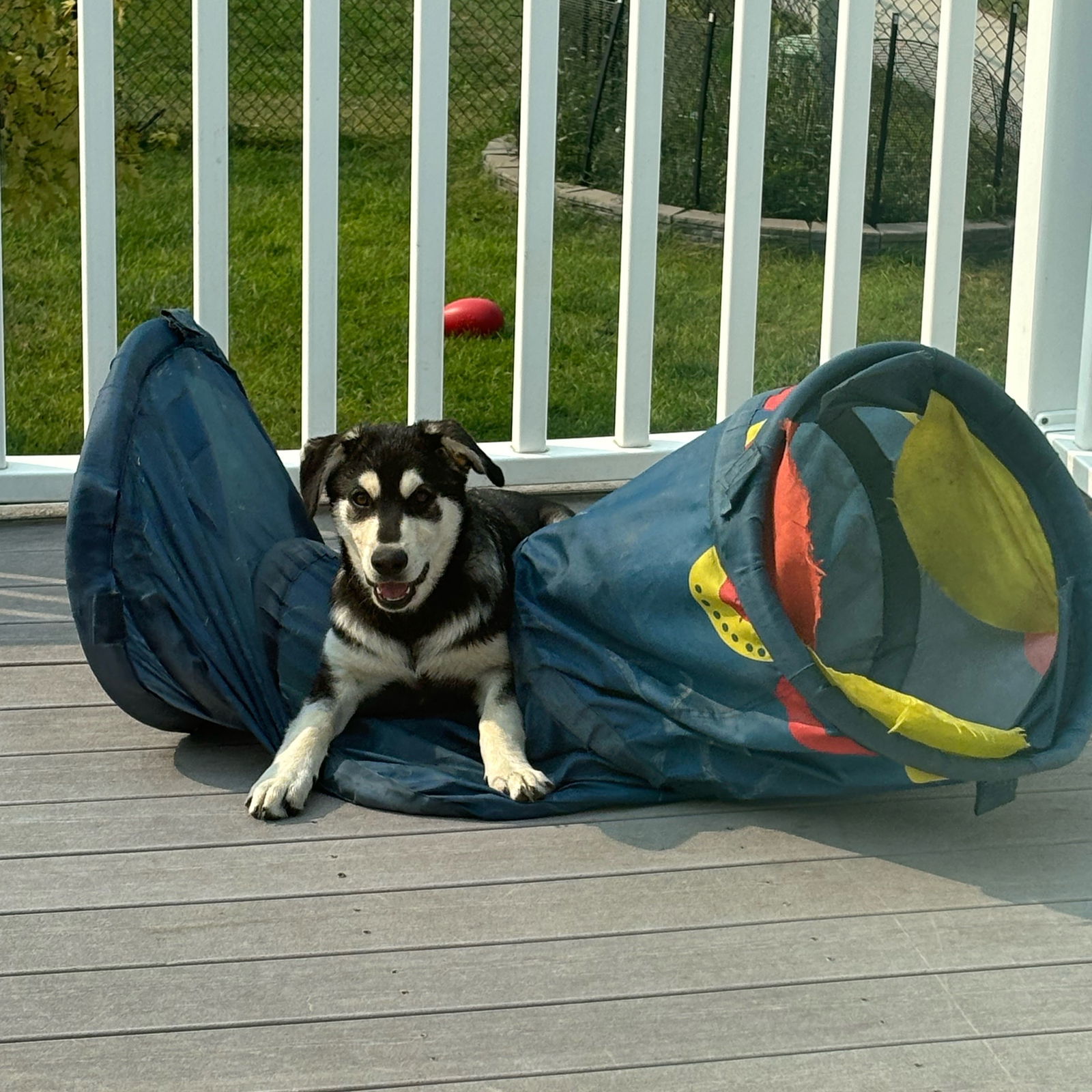 Monchhichi, an adoptable Husky in Fargo, ND, 58103 | Photo Image 3