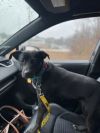Charlotte (Foster to Adopt)