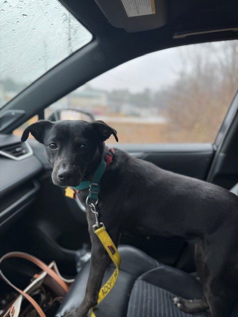 Charlotte (Foster to Adopt), an adoptable Labrador Retriever, Terrier in Garner, NC, 27529 | Photo Image 2