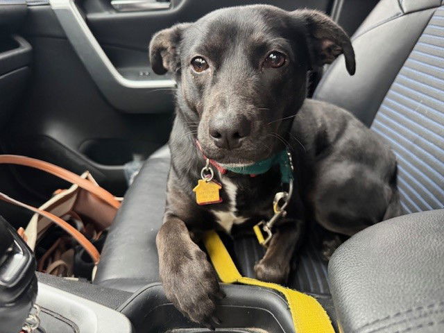 Charlotte (Foster to Adopt), an adoptable Labrador Retriever, Terrier in Garner, NC, 27529 | Photo Image 2
