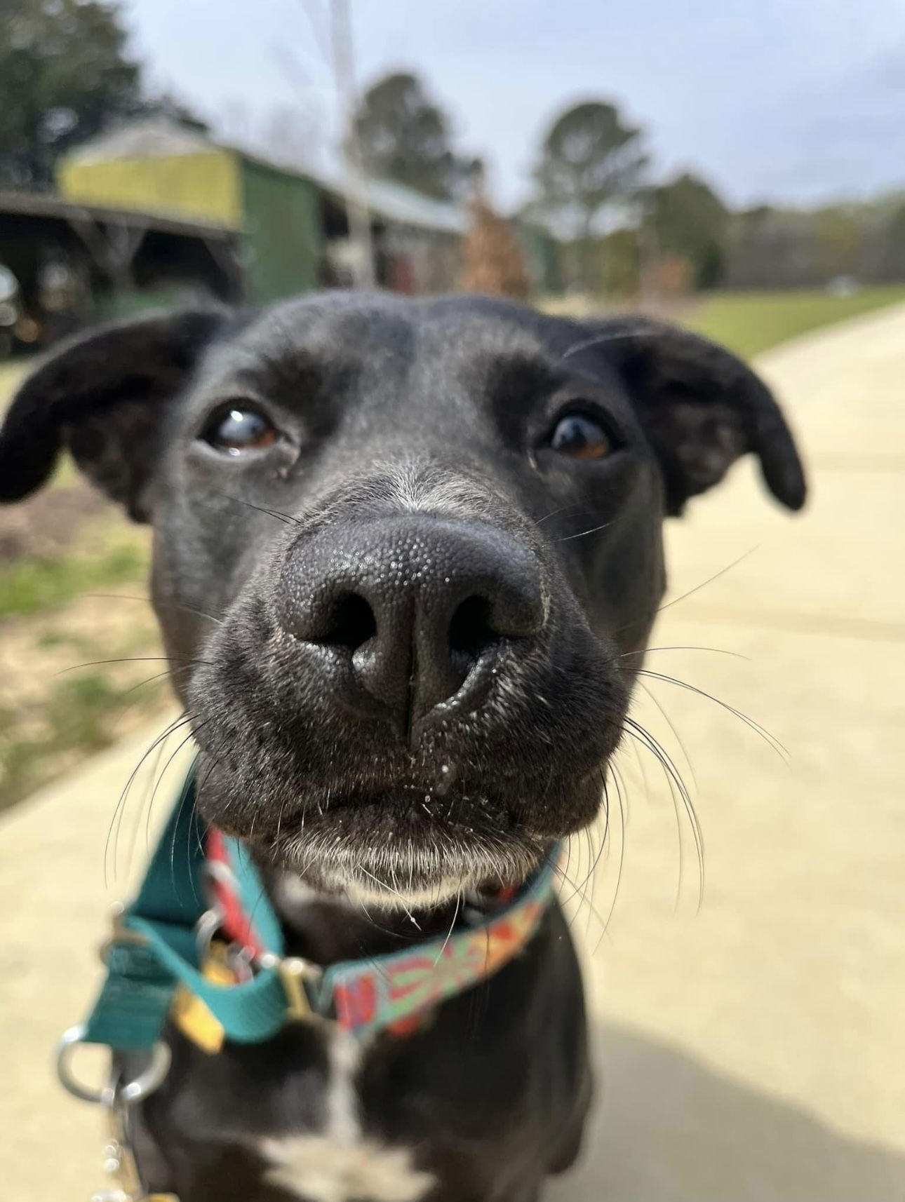 Charlotte (Foster to Adopt), an adoptable Labrador Retriever, Terrier in Garner, NC, 27529 | Photo Image 3