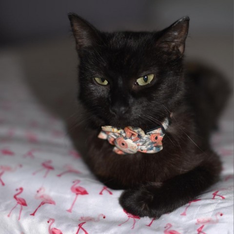 Lucy, an adoptable Domestic Short Hair in Wadena, MN, 56482 | Photo Image 1