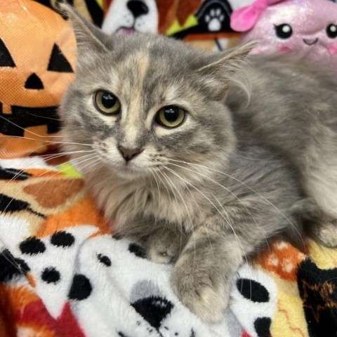 Queenie, an adoptable Domestic Medium Hair in Garden City, KS, 67846 | Photo Image 1