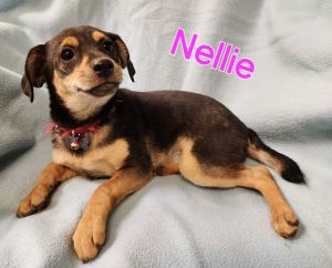 Nellie