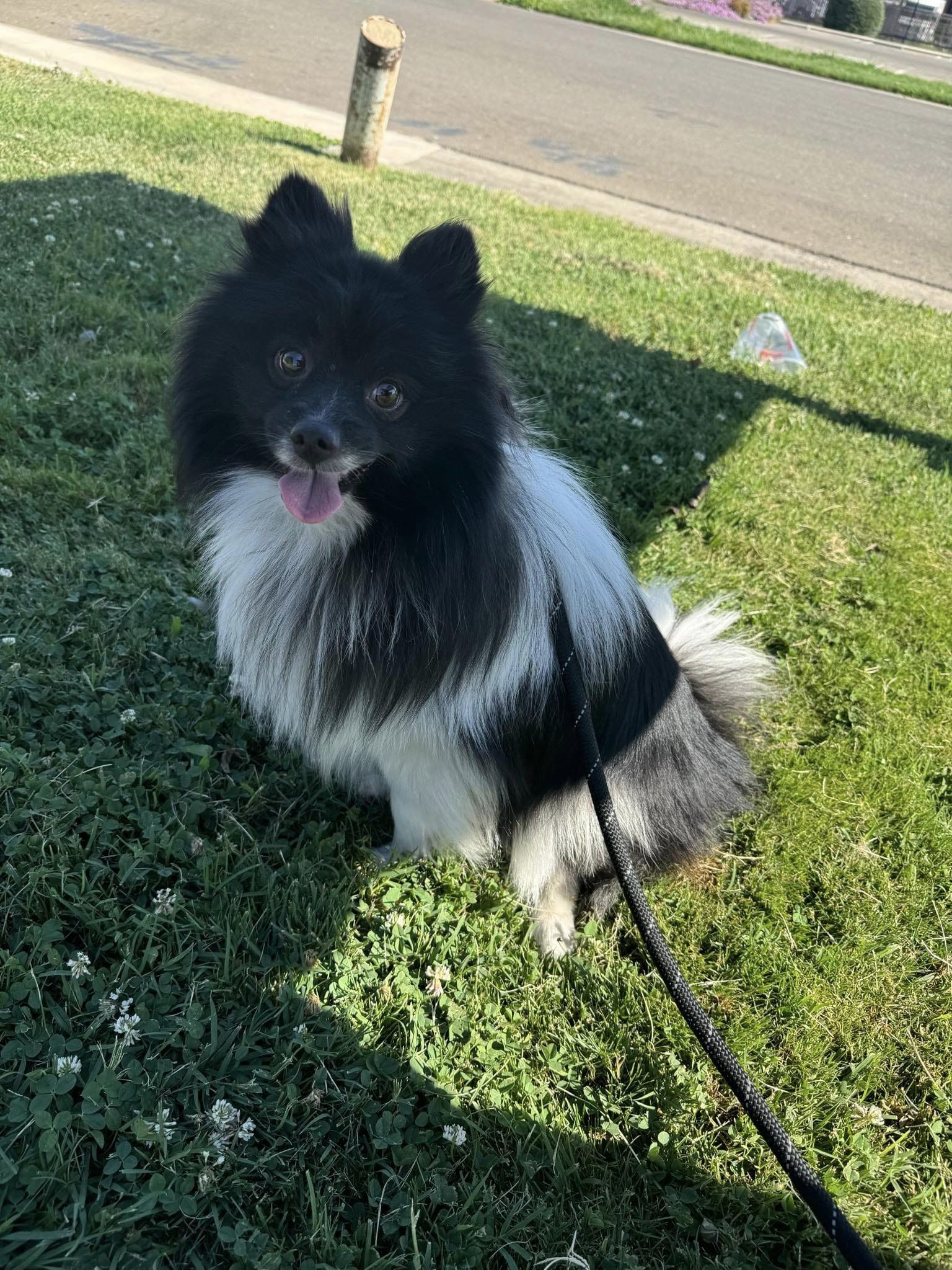 Pepe, an adoptable Pomeranian, French Bulldog in Modesto, CA, 95355 | Photo Image 1