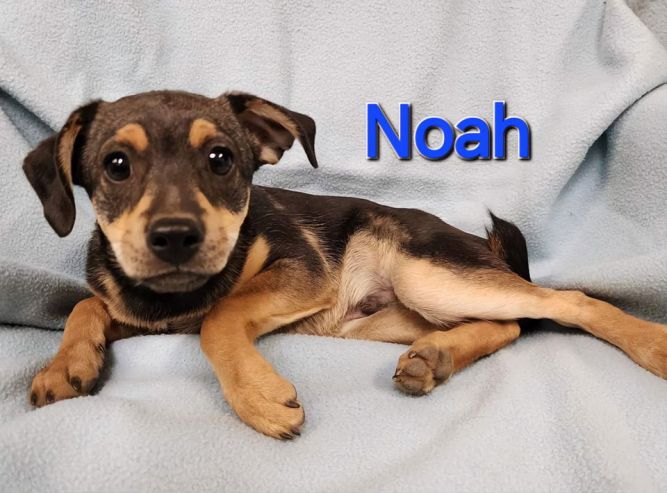 Noah