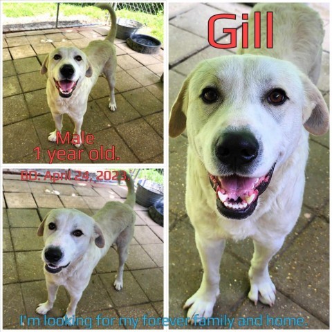 Gill 1