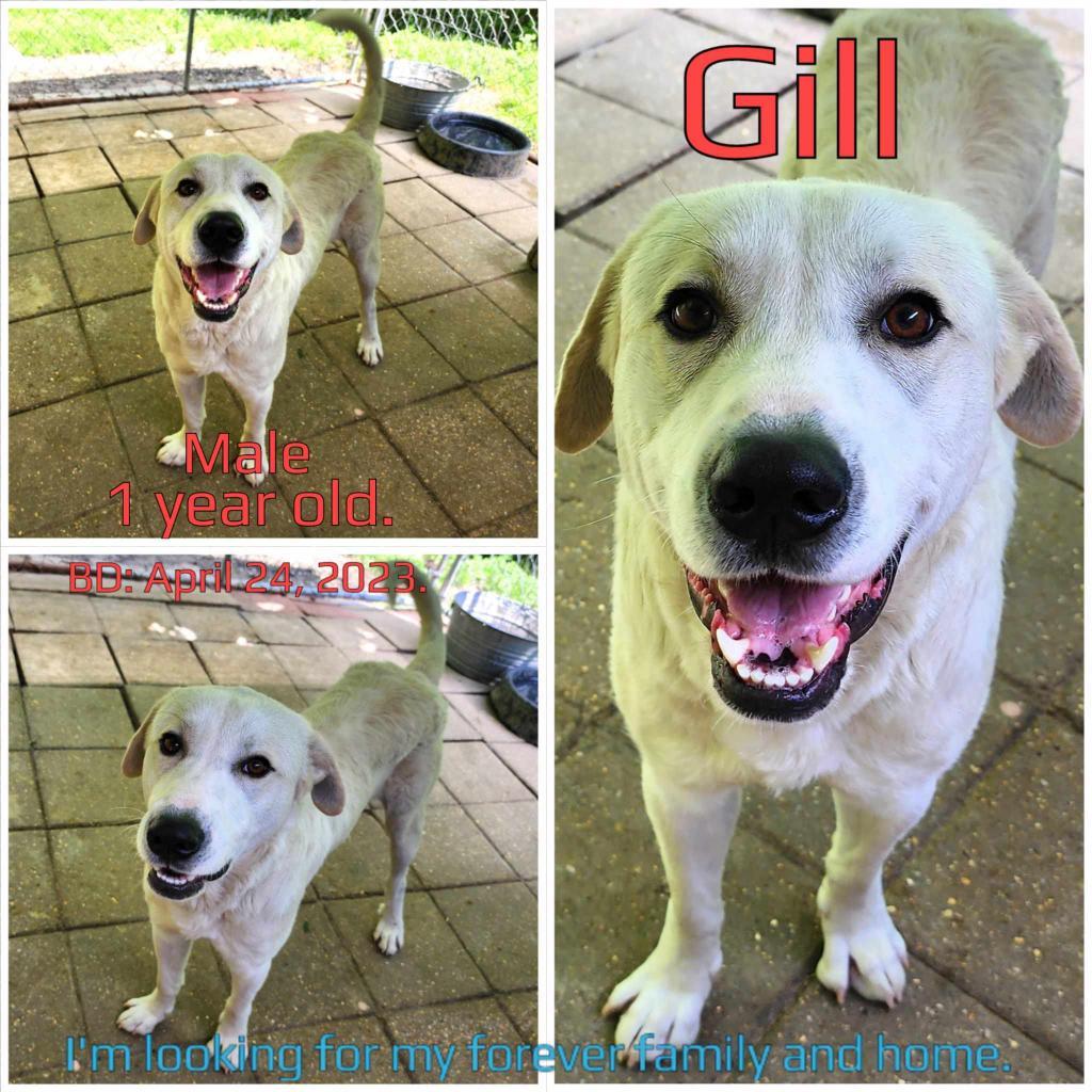 Gill