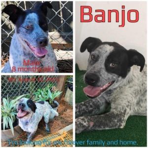 Banjo