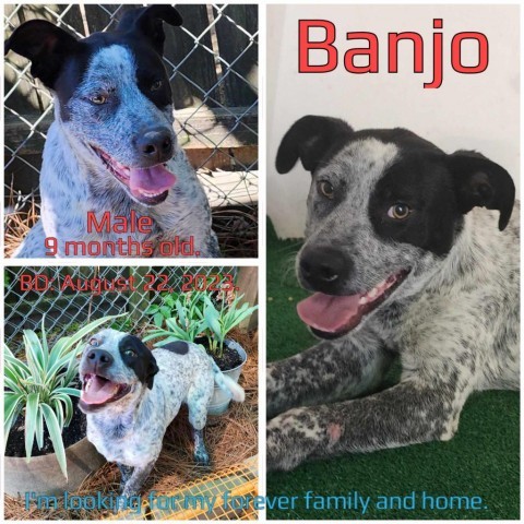 Banjo 2