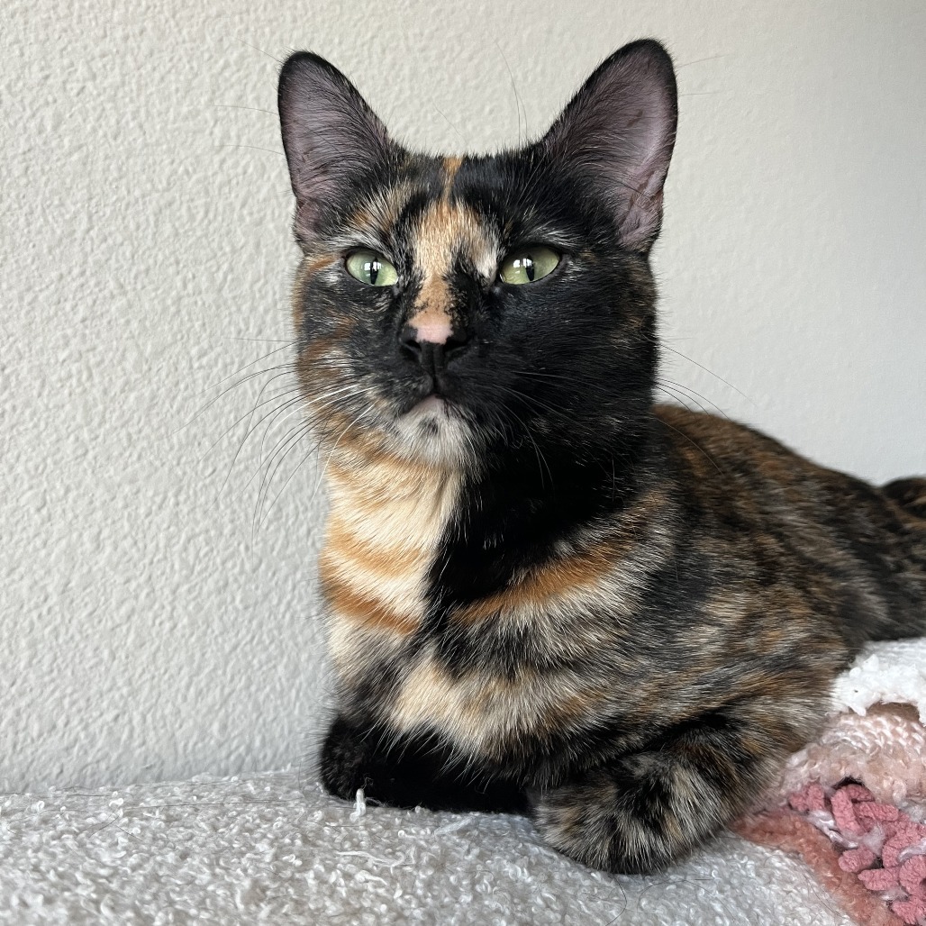 Glider, an adoptable Domestic Short Hair in Austin, TX, 78704 | Photo Image 1