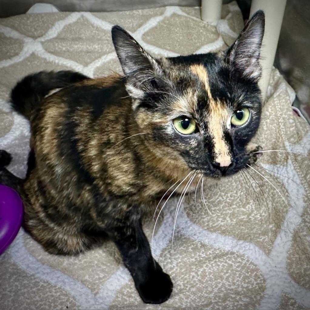 Glider, an adoptable Domestic Short Hair in Austin, TX, 78704 | Photo Image 2