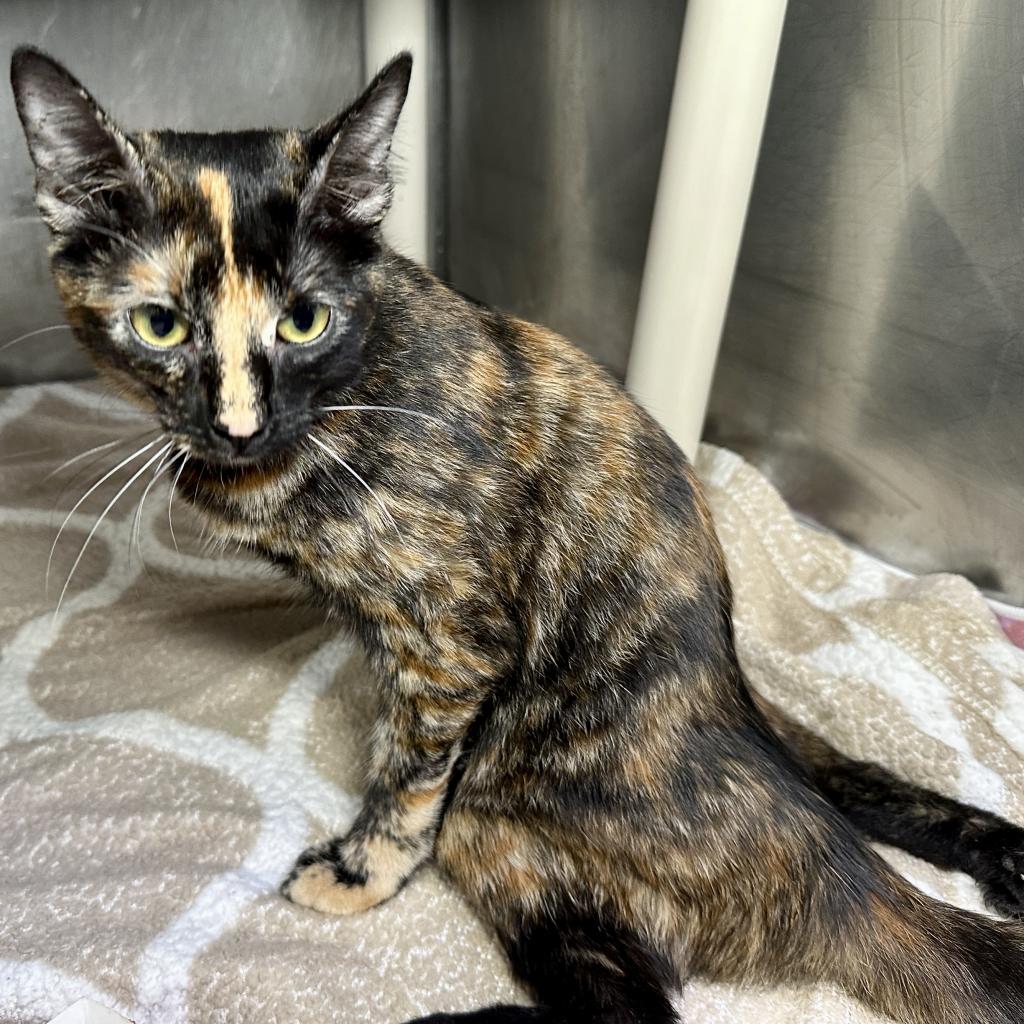 Glider, an adoptable Domestic Short Hair in Austin, TX, 78704 | Photo Image 3