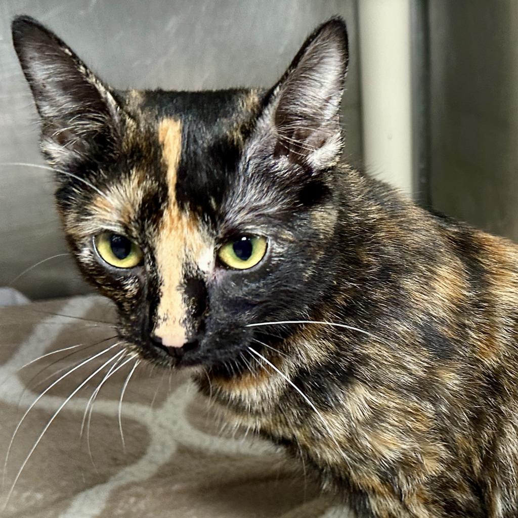 Glider, an adoptable Domestic Short Hair in Austin, TX, 78704 | Photo Image 4