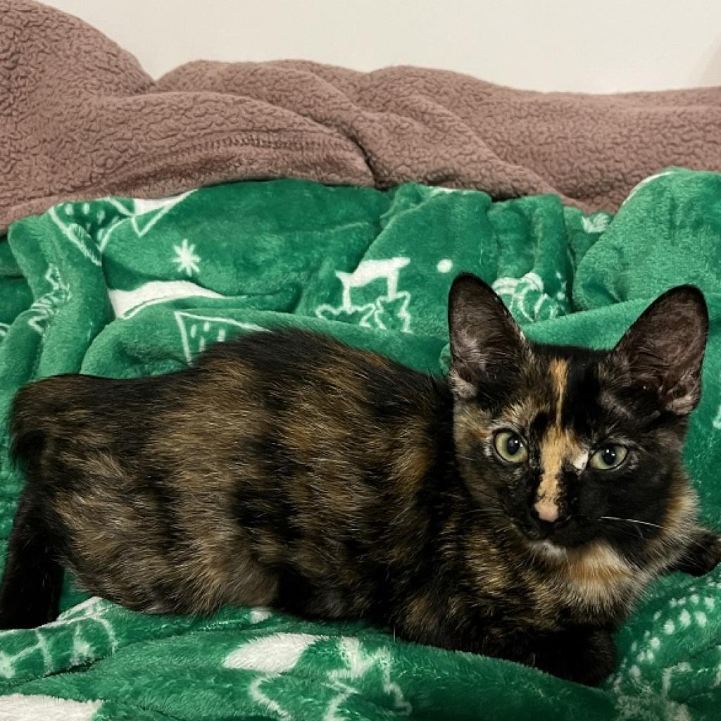 Glider, an adoptable Domestic Short Hair in Austin, TX, 78704 | Photo Image 5