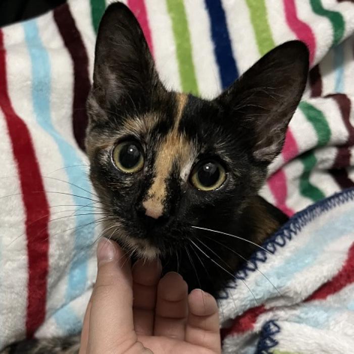 Glider, an adoptable Domestic Short Hair in Austin, TX, 78704 | Photo Image 6