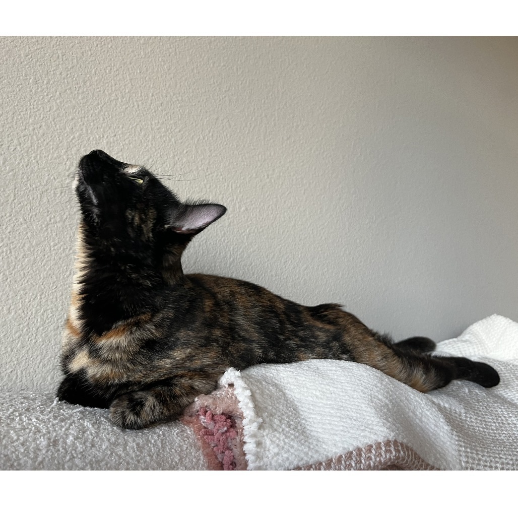 Glider, an adoptable Domestic Short Hair in Austin, TX, 78704 | Photo Image 6