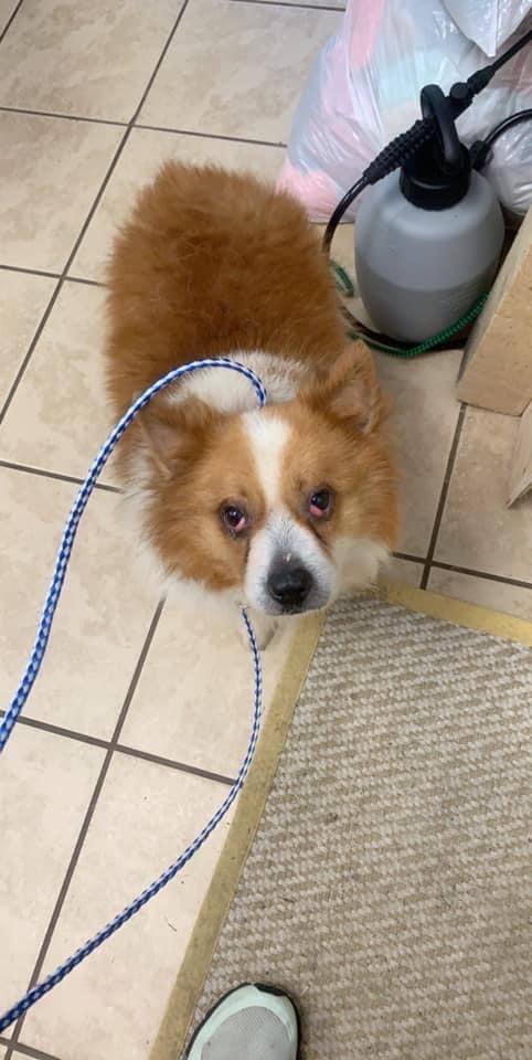 Joey, an adoptable Corgi in Staley, NC, 27355 | Photo Image 1