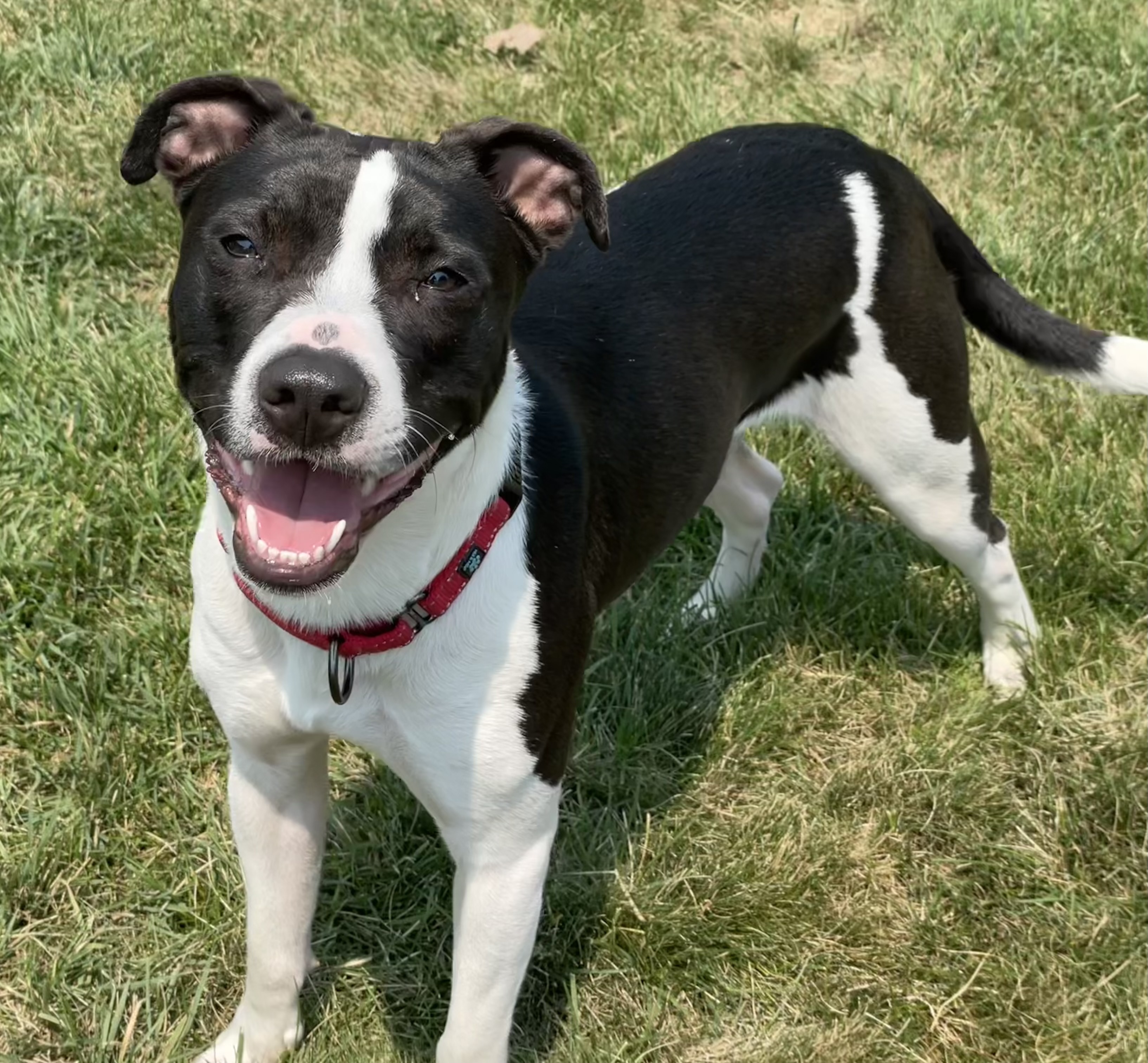 Champ, an adoptable Pit Bull Terrier, Border Collie in Twin Falls, ID, 83301 | Photo Image 1