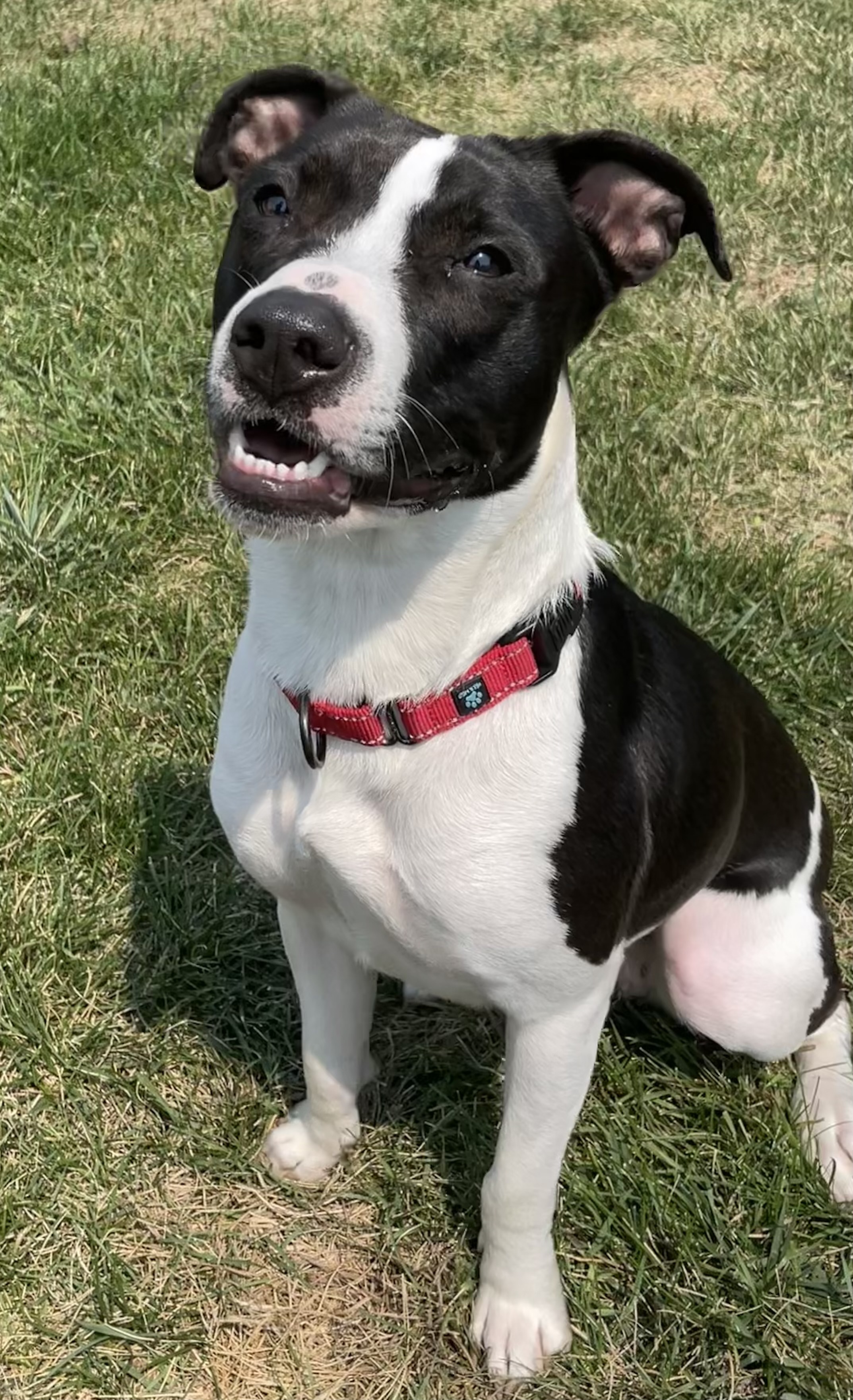 Champ, an adoptable Pit Bull Terrier, Border Collie in Twin Falls, ID, 83301 | Photo Image 2