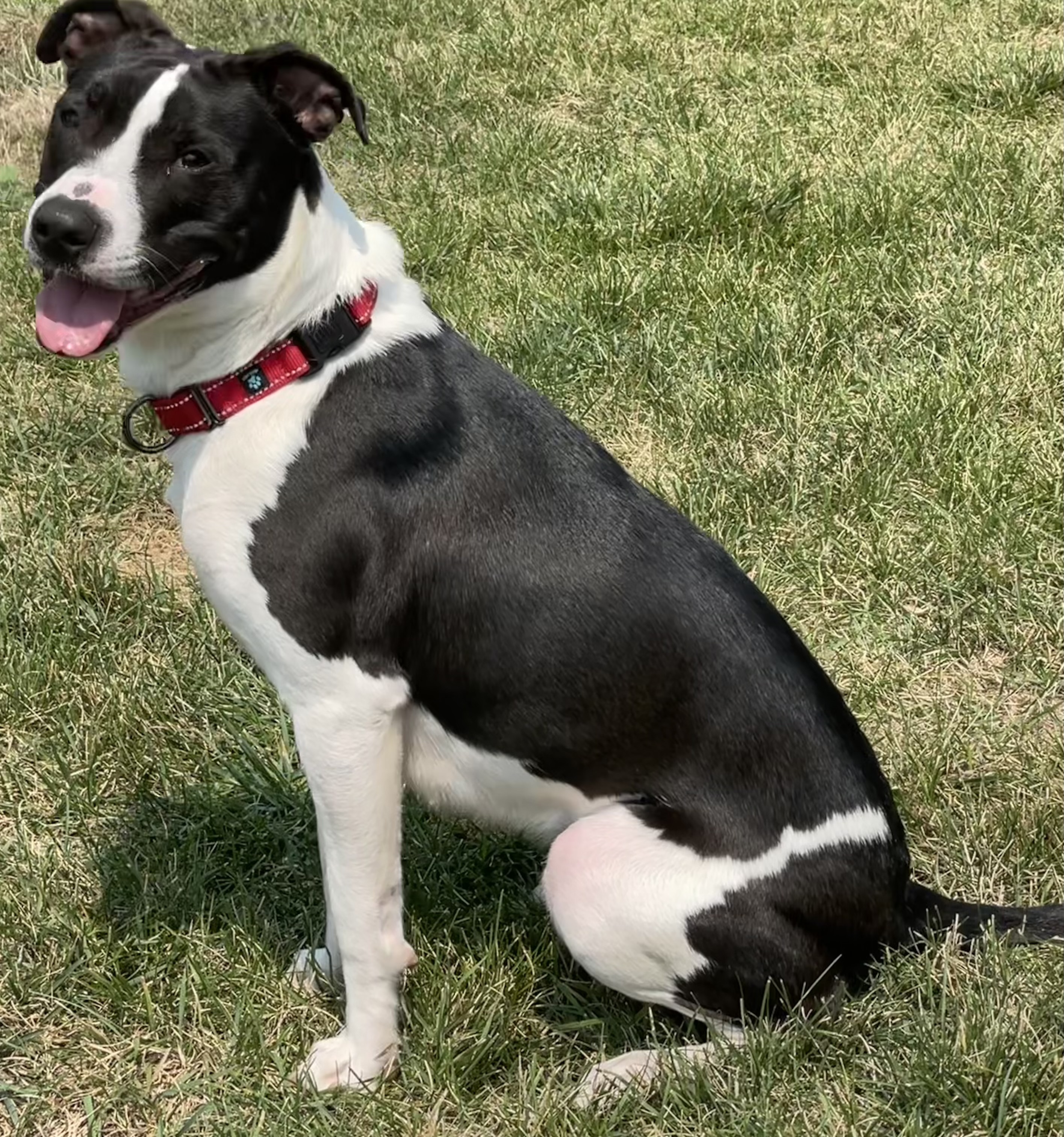 Champ, an adoptable Pit Bull Terrier, Border Collie in Twin Falls, ID, 83301 | Photo Image 3