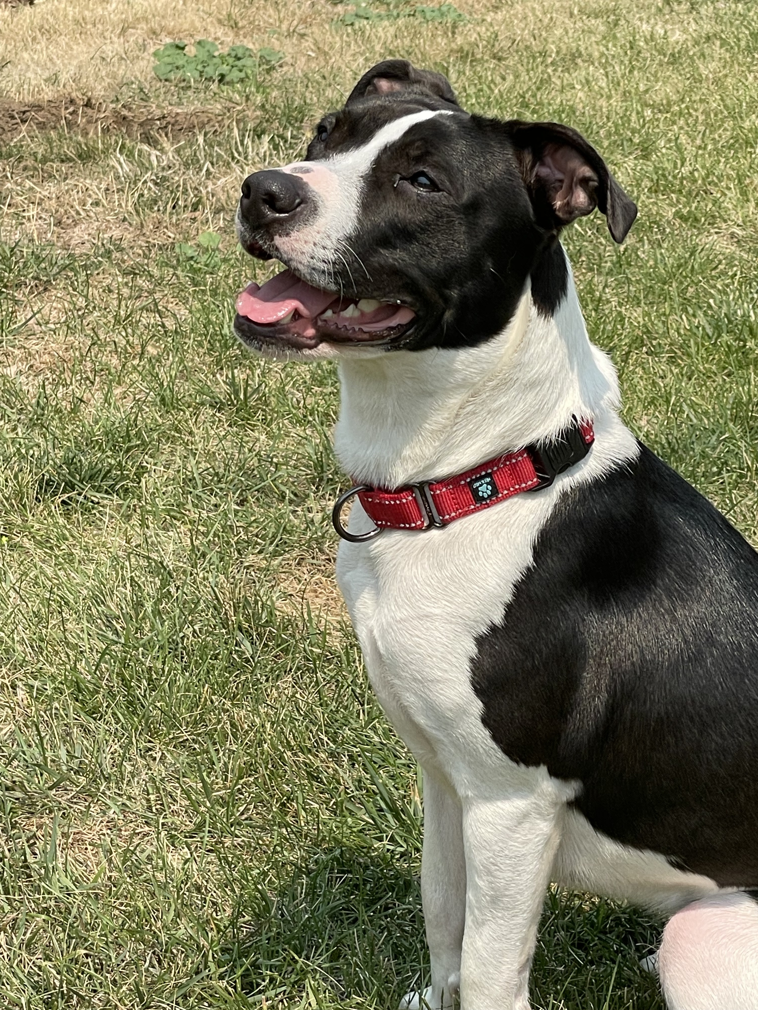 Champ, an adoptable Pit Bull Terrier, Border Collie in Twin Falls, ID, 83301 | Photo Image 4