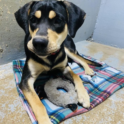 Gracie, an adoptable Shepherd, Coonhound in Wadena, MN, 56482 | Photo Image 2