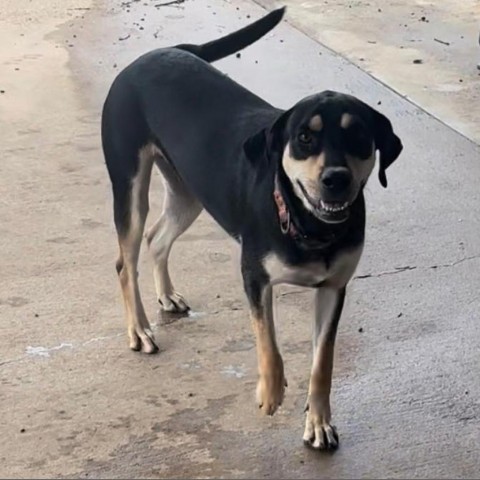 Gracie, an adoptable Shepherd, Coonhound in Wadena, MN, 56482 | Photo Image 3