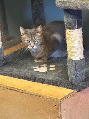 Ocean, Adult Female Domestic Short Hair