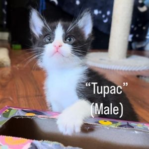 Tupac Domestic Short Hair Cat