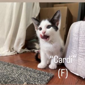 Hello there Im Cardi a delightful black and white kitten with a heart full of love and a playful 