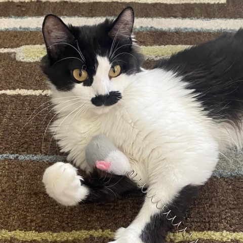 Stevie Licks LaGiglia, an adoptable Domestic Medium Hair in Eagle Mountain, UT, 84005 | Photo Image 1