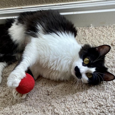 Stevie Licks LaGiglia, an adoptable Domestic Medium Hair in Eagle Mountain, UT, 84005 | Photo Image 2