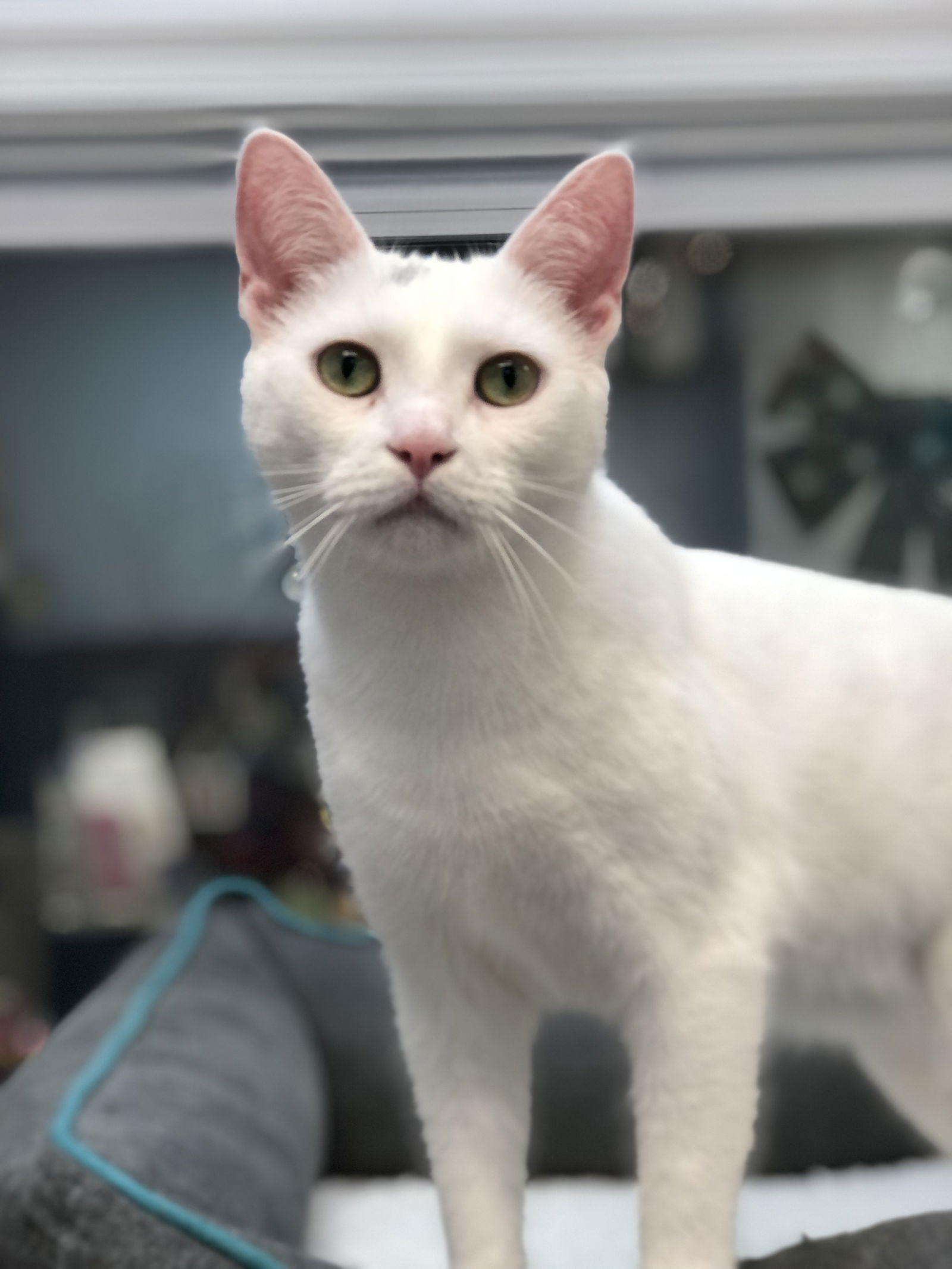 Ivory