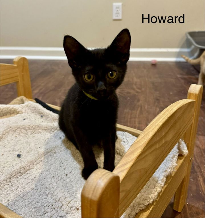 Howard 2