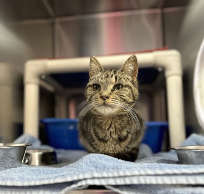 Irene, an adoptable Domestic Short Hair in Gwinn, MI, 49841 | Photo Image 1