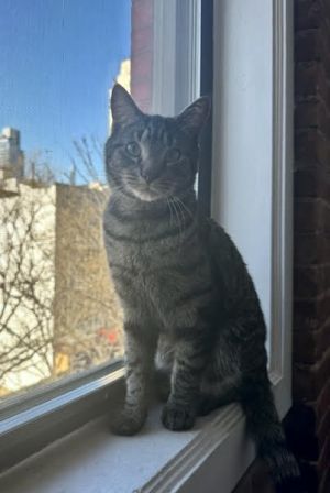 Robert, Adult Male Domestic Short Hair