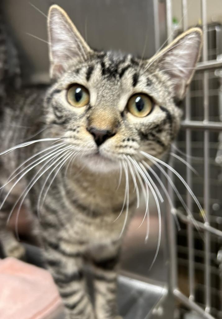 Pixel, an adoptable Domestic Medium Hair in Ontario, OR, 97914 | Photo Image 1