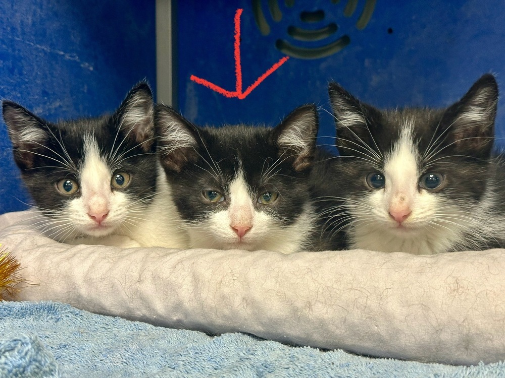 Penguin, an adoptable Domestic Short Hair in Houghton, MI, 49931 | Photo Image 1